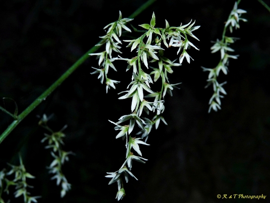 {Stenanthium gramineum}